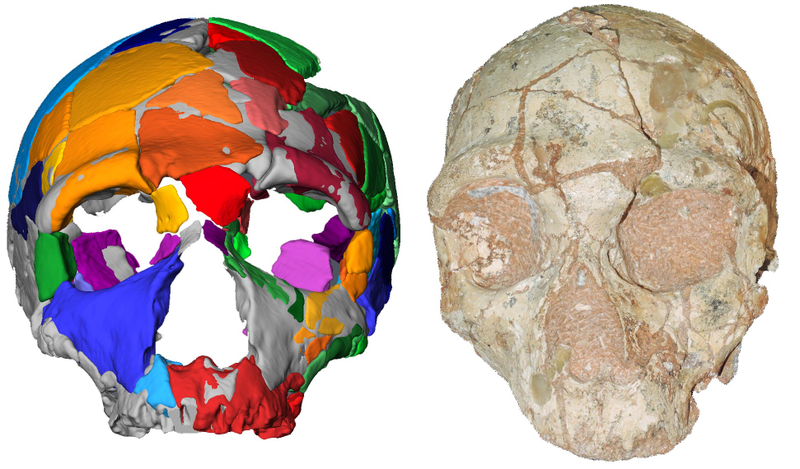 The Apidima 2 skull fragment (right) and its reconstruction (left). This specimen was identified as Neanderthal.